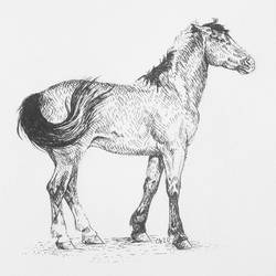 Horse sketch