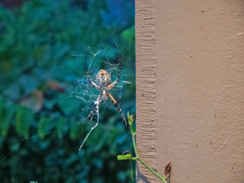 Golden Orb Weaver by LS-HD on DeviantArt