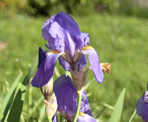 Iris Bokeh