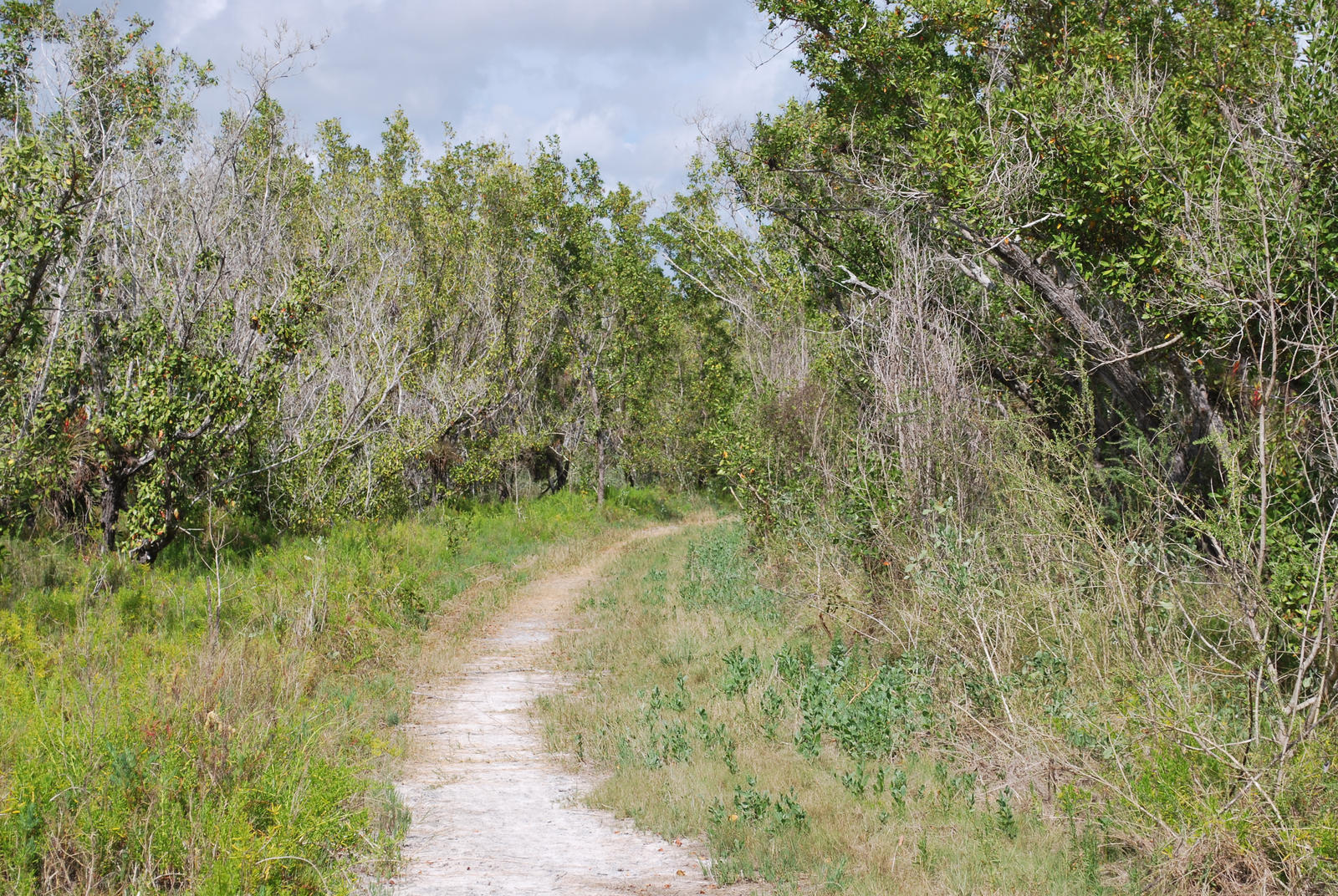 Surprise Stock: Everglades Trail