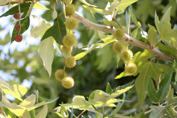 Fuzzy Pods in tree by zootnik on DeviantArt
