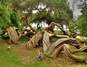 Gnarled by zootnik Gnarled by zootnik