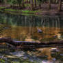 Birds HDR