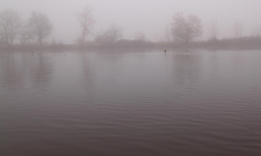 Fog and Geese 2