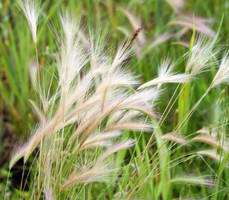 Foxtails...