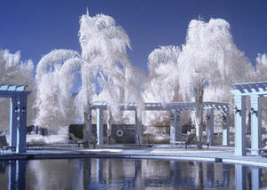 My 1st IR by zootnik My 1st IR by zootnik