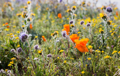 California Wildflowers