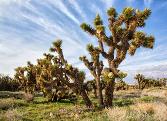 Spring in the Mojave Desert