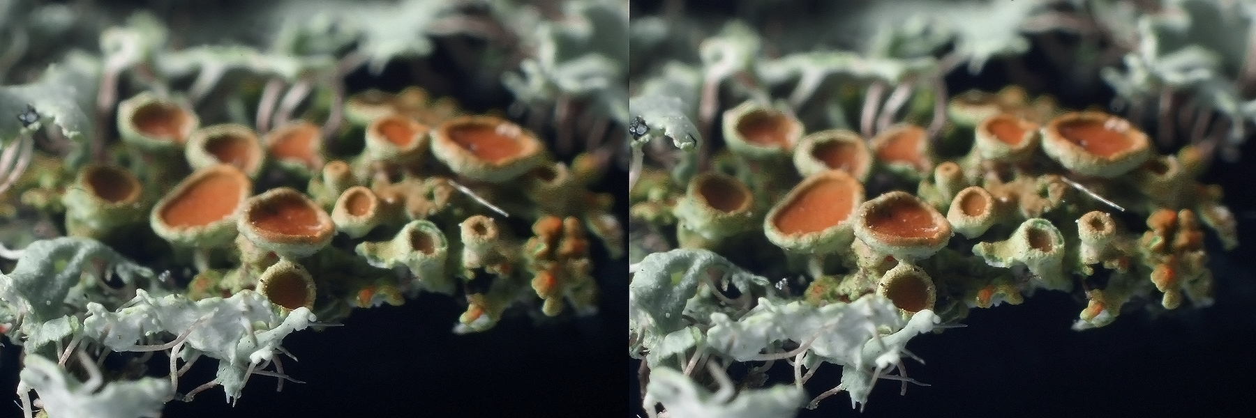 Funny Moss - Stereoscopic