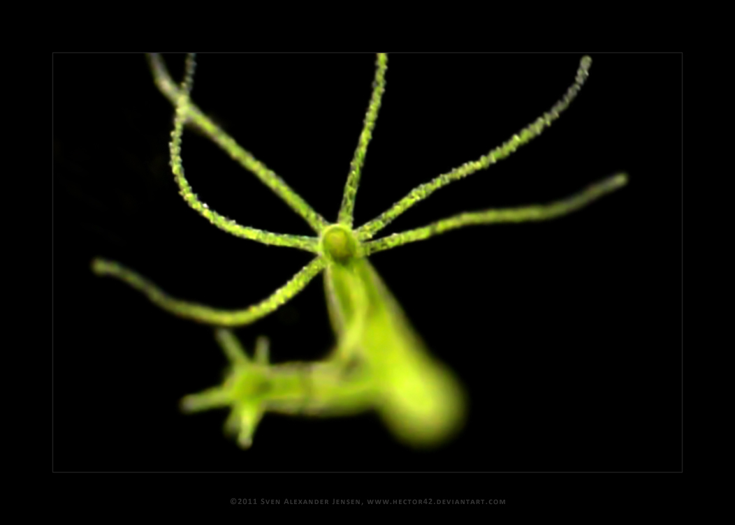 Green Hydra by Hector42 on DeviantArt Green Hydra by Hector42 on DeviantArt