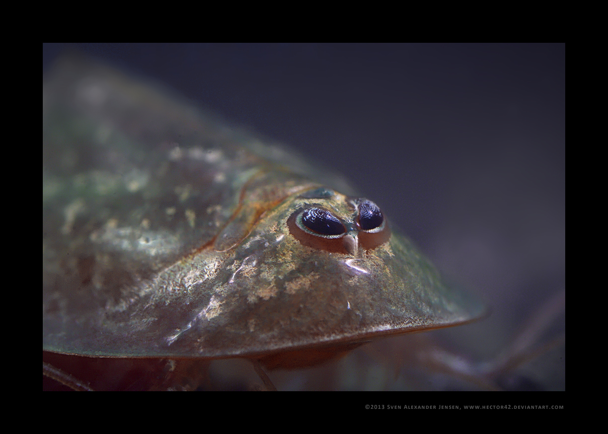 Triops longicaudatus portrait 2