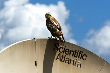Red-tailed Hawk by Lazarus-D