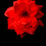 blood rose