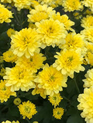 Yellow Flowers