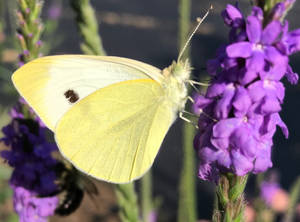 Yellow Butterfly