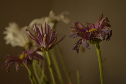 flowers from my mother