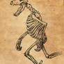 Werewolf Skeleton sketch