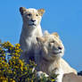 White Lions