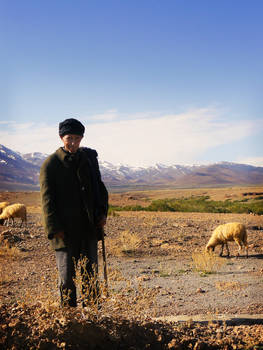 Moroccan shepherd