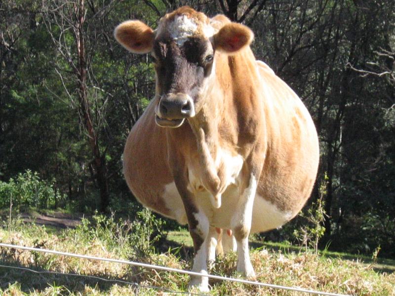 Jeff's cow, Lena