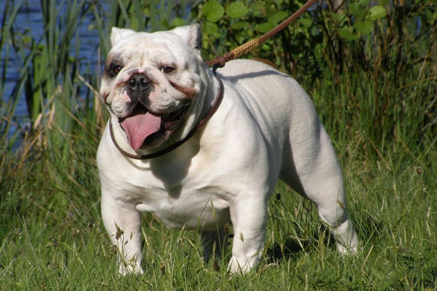 Muscular-English-Bulldog by buldogarea on DeviantArt