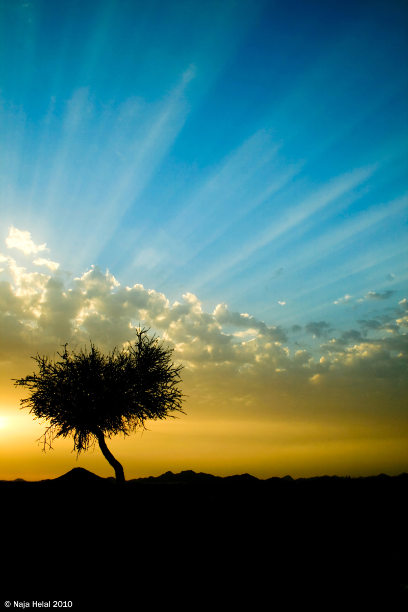 Tree Silhouettes