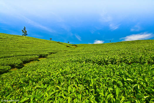 Tea plantations