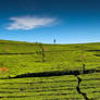 Tea Plantations II