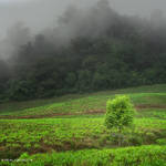 Tree Fog by eyesweb1