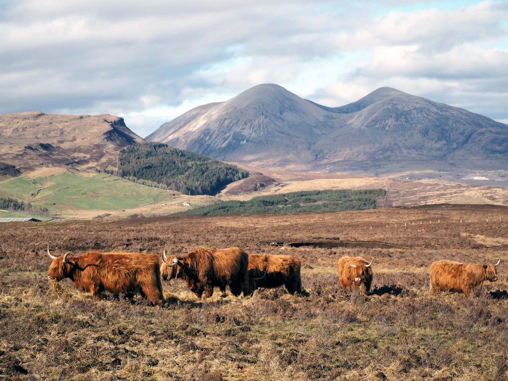 Highland Cattle III