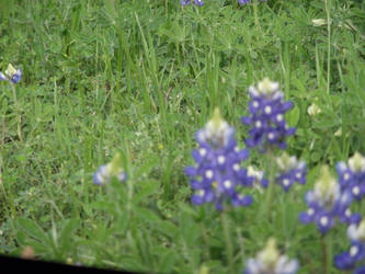 BlueBonnet -3-