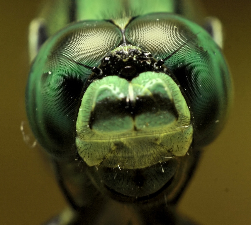 dragonfly eye green