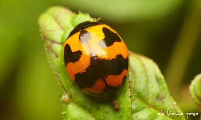 LADYBUG PUB