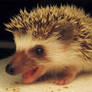 Bokeh the Hedgehog