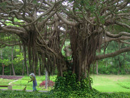 Ancient Tree