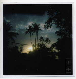 sun and coconut tree