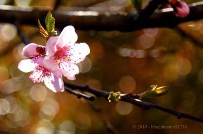 Peach blossom