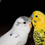 Budgies