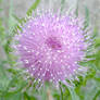 Thistle