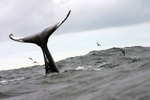 Humpback on The Horizon