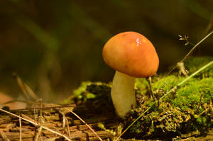 mushroom