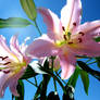 Pink Lilies