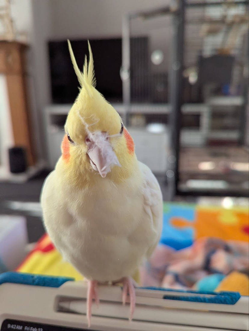 ๐ฅFluff Face | ๐๏ธ๐๐Nate’s Coloring Book๐๐๐๏ธ ๐ฅFluff Face | ๐๏ธ๐๐Nate’s Coloring Book๐๐๐๏ธ