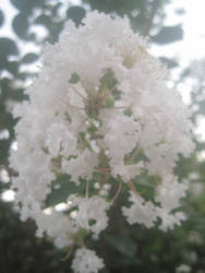 Popcorn flowers