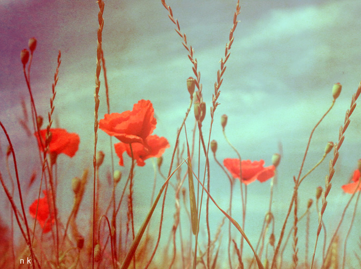 Poppies heaven 2