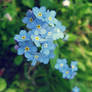 Forget me not.