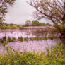 Swamp near Lake of Chiusi, Val di Chiana, Tuscany