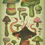 The Fungus Kingdom