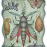Entomology Tab. II