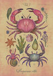 Aequoreus vita I / Marine life I by V-L-A-D-I-M-I-R Aequoreus vita I / Marine life I by V-L-A-D-I-M-I-R